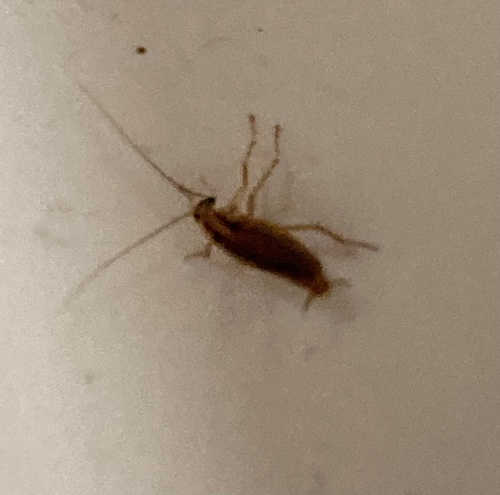 German Cockroach