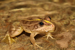 Pelophylax ridibundus
