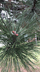 Pinus