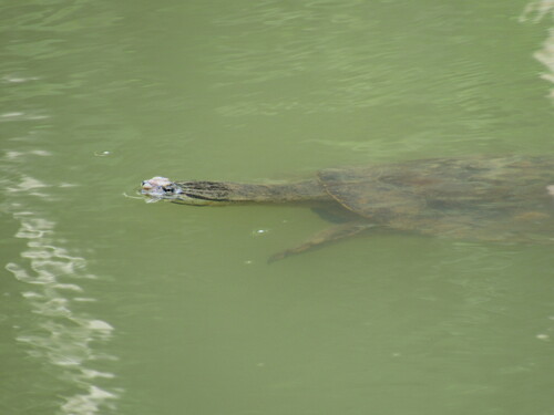 Phrynops geoffroanus