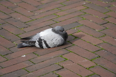 Columba livia domestica