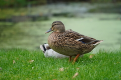 Anas platyrhynchos