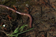 Xerotyphlops vermicularis