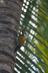 Dinopium benghalense