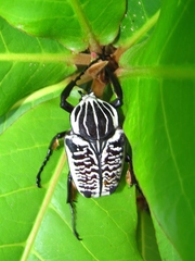 Goliathus albosignatus