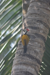 Dinopium benghalense