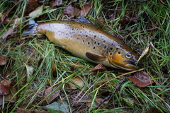 Salmo trutta fario
