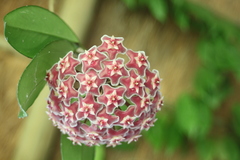 Hoya pubicalyx