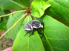 Goliathus albosignatus