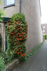 Magnoliopsida
