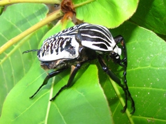 Goliathus albosignatus