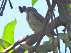 Cichladusa arquata