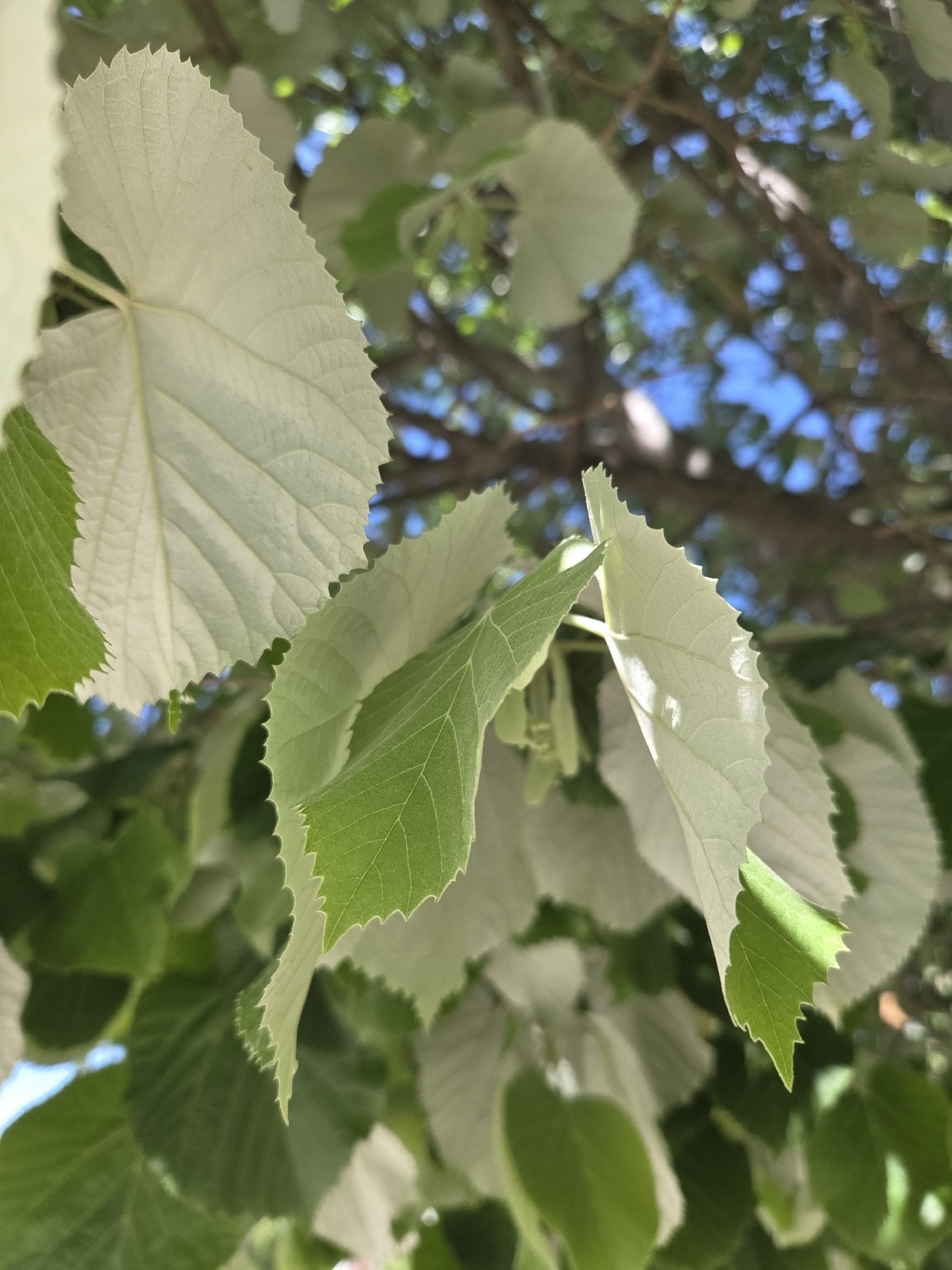 Silver linden