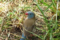 Uraeginthus cyanocephalus