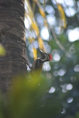 Dinopium benghalense