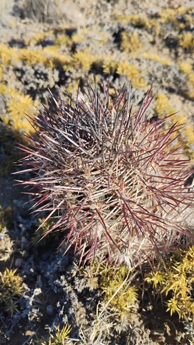 Austrocactus bertinii