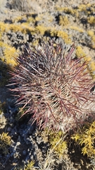 Austrocactus bertinii, photograph (c) Nahuel Di Marco, some rights reserved (CC BY)
