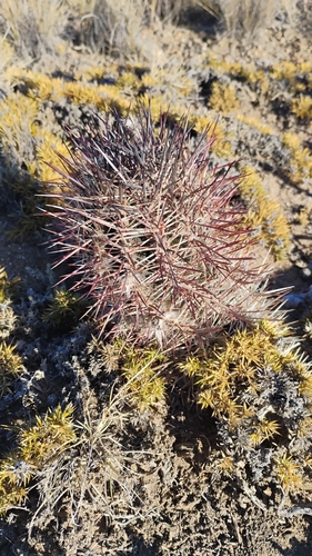 Austrocactus bertinii, photograph 2