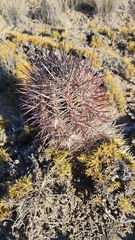 Austrocactus bertinii, photograph (c) Nahuel Di Marco, some rights reserved (CC BY)