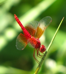 Brachythemis lacustris