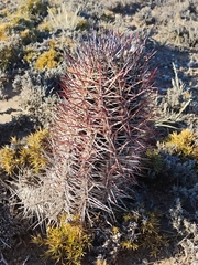 Austrocactus bertinii, photograph (c) Nahuel Di Marco, some rights reserved (CC BY)