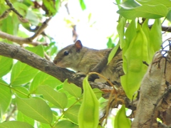 Smith's Bush Squirrel photo 5