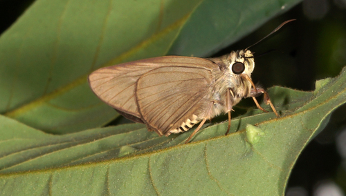 Photo of Brown Awl (Badamia exclamationis)
