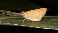 Pelopidas mathias mathias