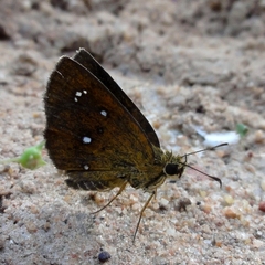 Iambrix salsala salsala