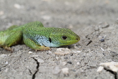 Lacerta diplochondrodes