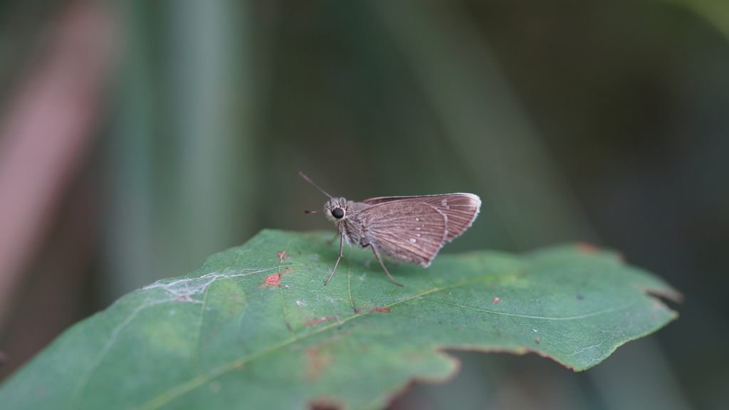 White-tipped Swift