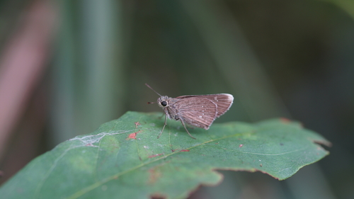 White-tipped Swift