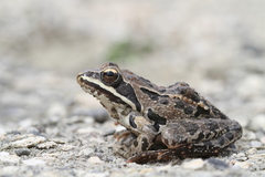 Rana tavasensis