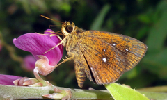 Iambrix salsala salsala