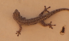 Lygodactylus angolensis