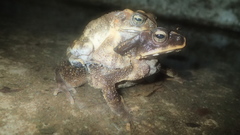 Ingerophrynus celebensis