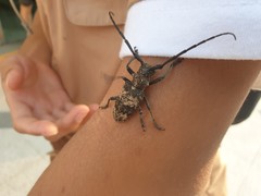 Lamiomimus gottschei