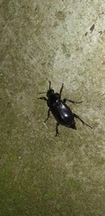 Nicrophorus concolor
