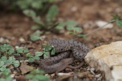Dolichophis jugularis