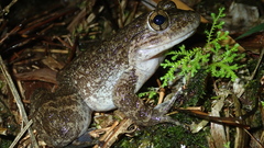 Limnonectes grunniens