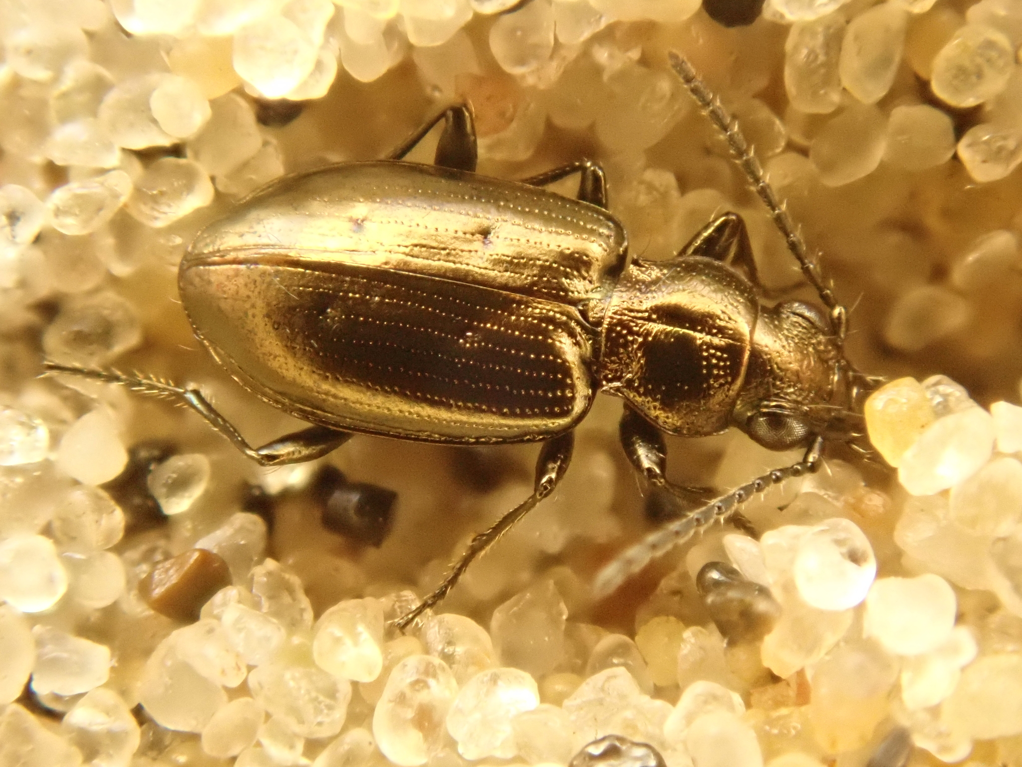 Bembidion bipunctatum