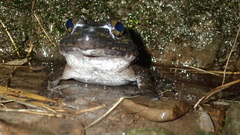 Limnonectes grunniens