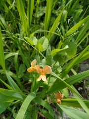 Lathyrus hierosolymitanus