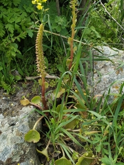 Umbilicus intermedius