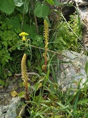 Umbilicus intermedius