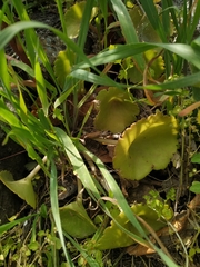 Umbilicus intermedius