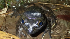 Limnonectes grunniens