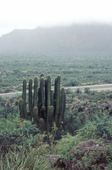 Trichocereus terscheckii