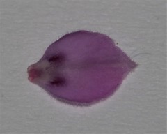 Indigofera candolleana