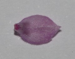 Indigofera candolleana